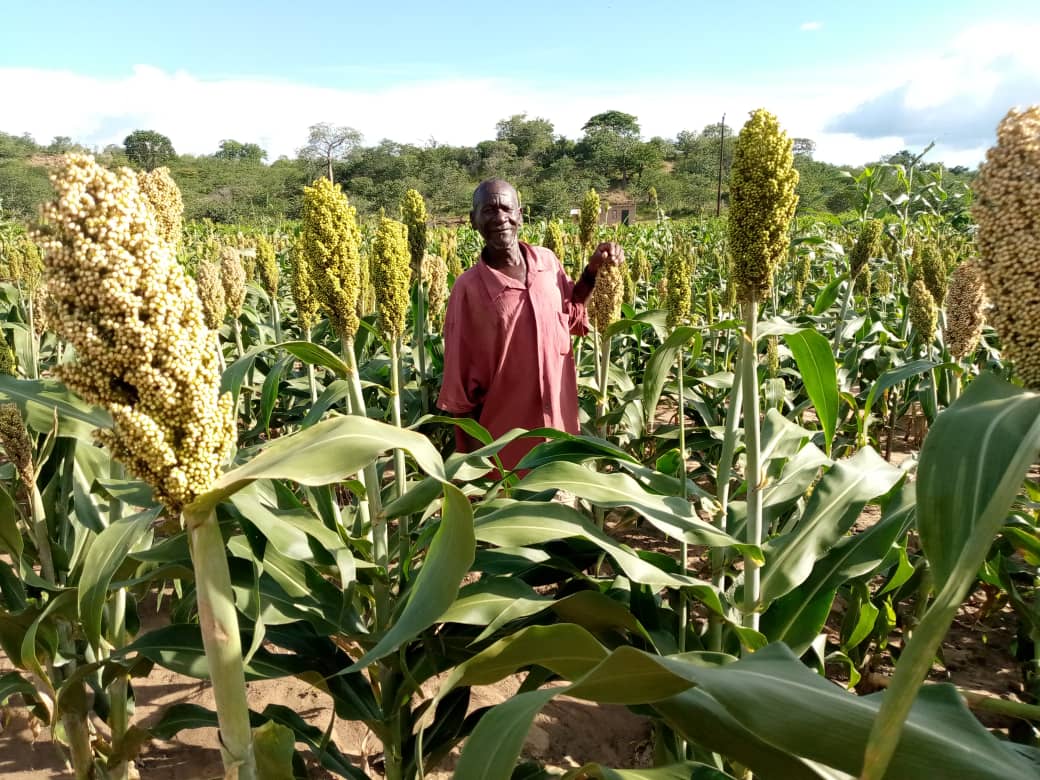Traditional Grains Program